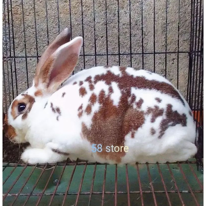 kelinci rex/bulu karpet dewasa