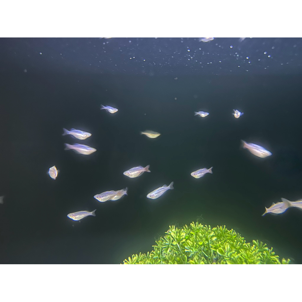 Ikan Hias Rainbow Makaloci