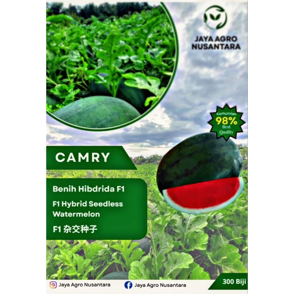 bibit semangka Camry f1 nonbiji lonjong