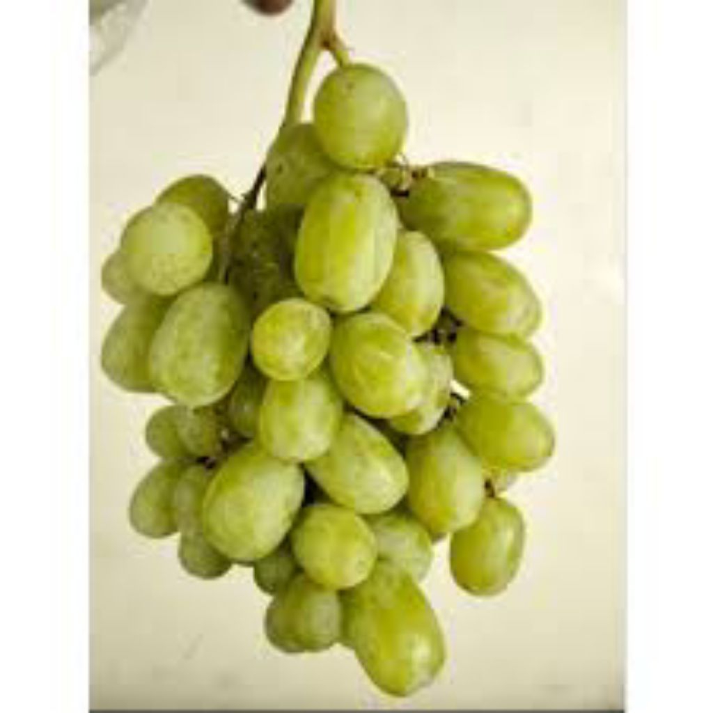 

Bibit Anggur Auntum King ( Roostock CN )