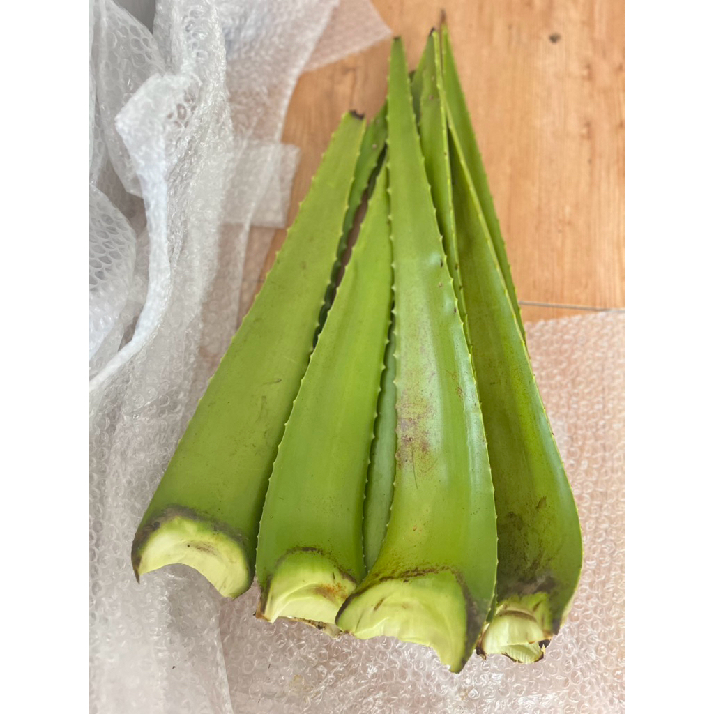

LIDAH BUAYA (ALOE VERA) JUMBO ASLI 1 HELAI