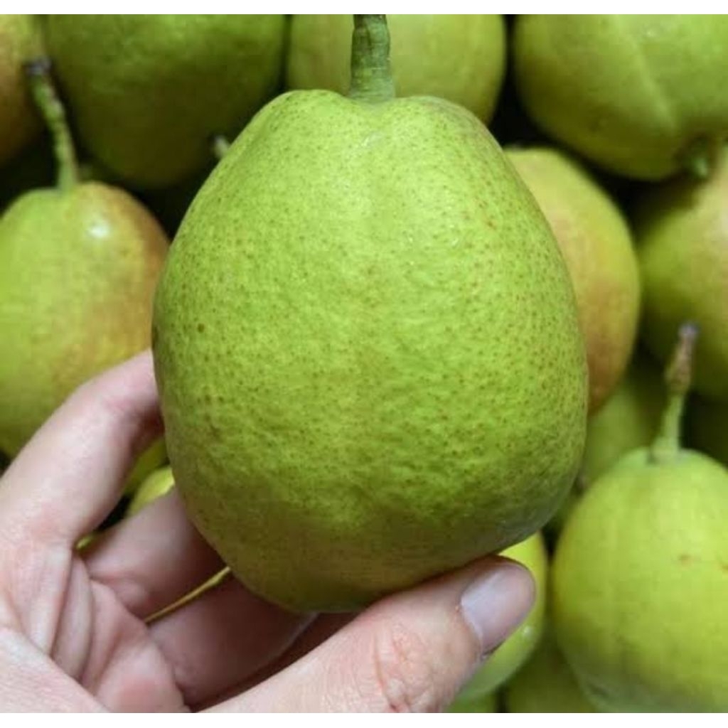 

Pir Xiangli Impor 500gr – Buah Segar Manis & Renyah, Cocok untuk Diet & Camilan Sehat