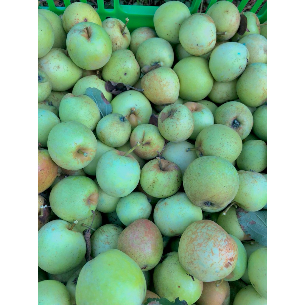 

Apel Manalagi Cherry Batu Malang Fresh 1kg