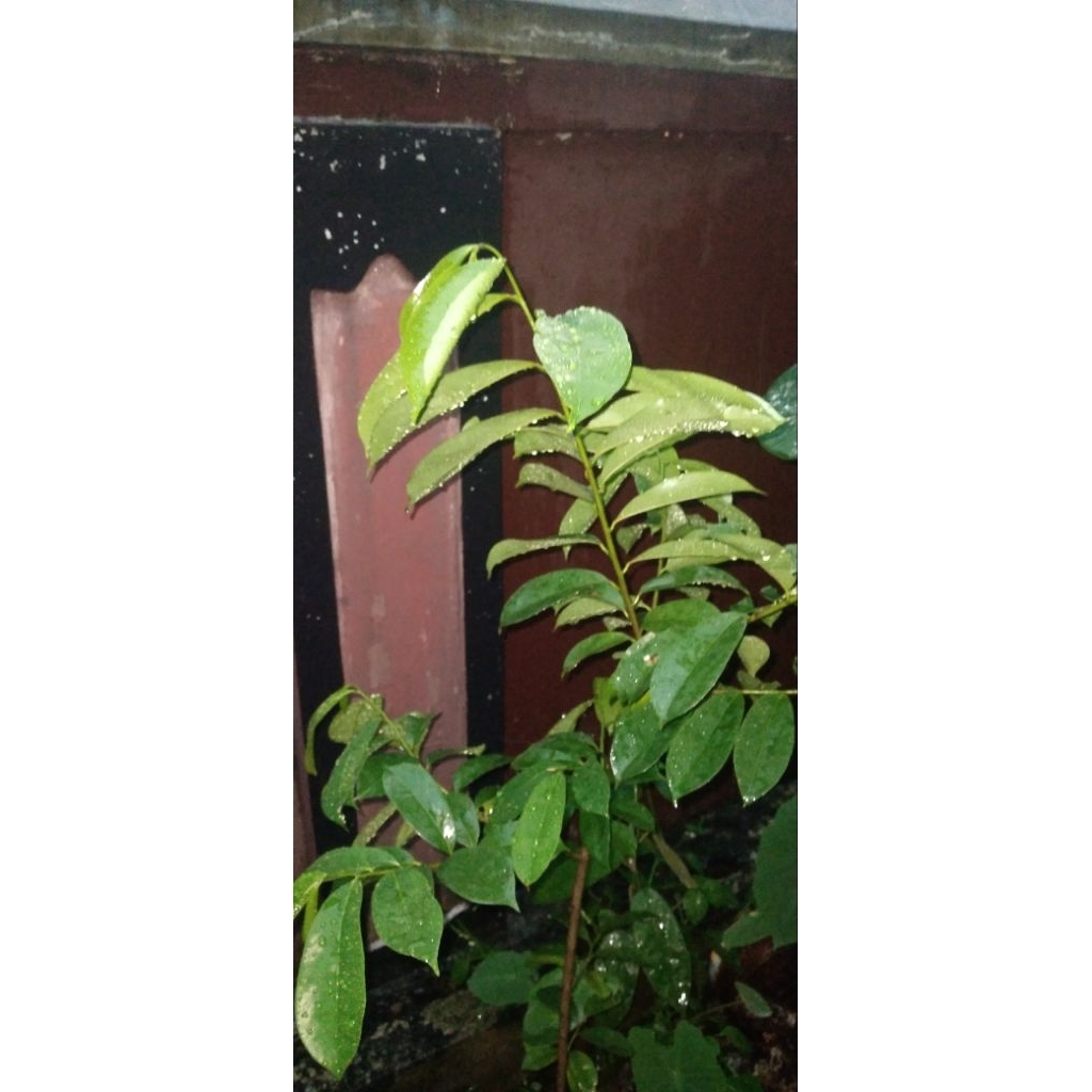 

DAUN SIRSAK SEGAR BUAT OBAT HERBAL