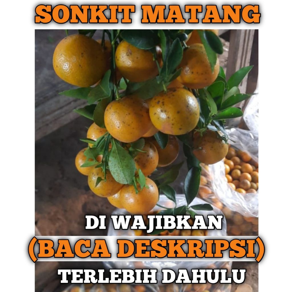 

1KG JERUK SONKIT MATANG (BACA DESKRIPSI)