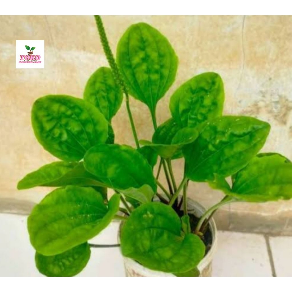 

daun sendokan Ki urat frseh 500grm