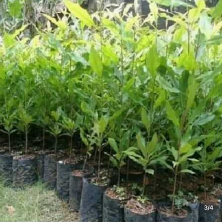 Bibit Cengkeh Zanzibar Super Unggul