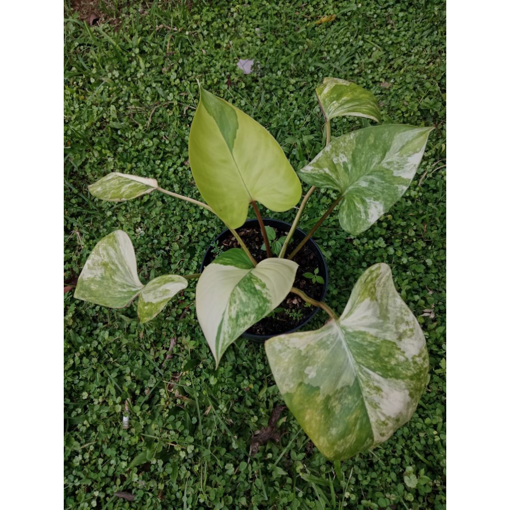 homalomena SP borneo variegata