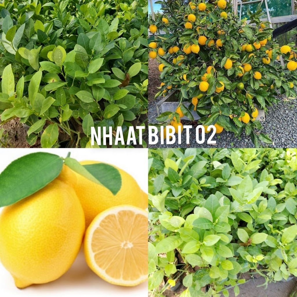 

(beli 5 gratis 1) bibit jeruk lemon (cocok di pot) siap tanam