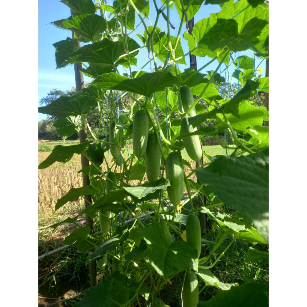 

Timun baby/Timun lalap 1kg fresh langsung dari lahan