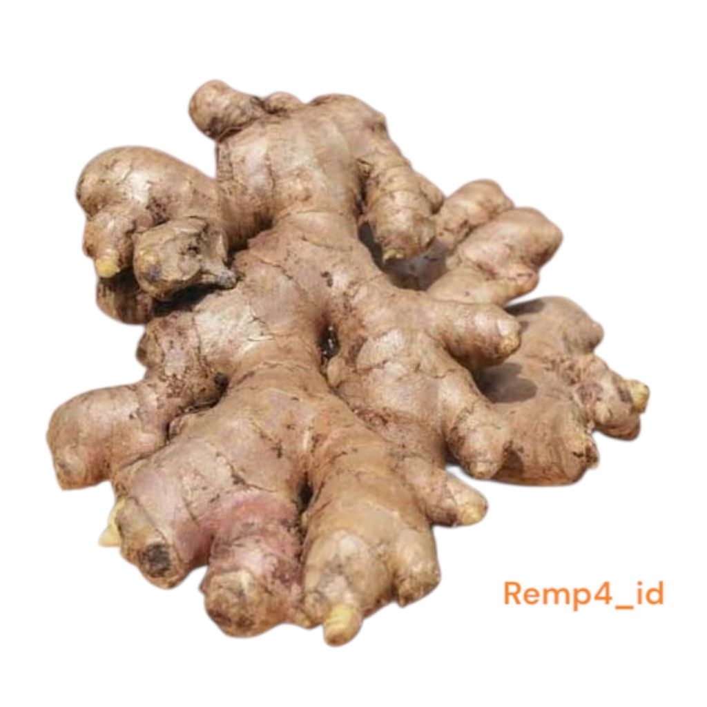 

jahe gajah segar,bumbu dapur obat herbal,jamu