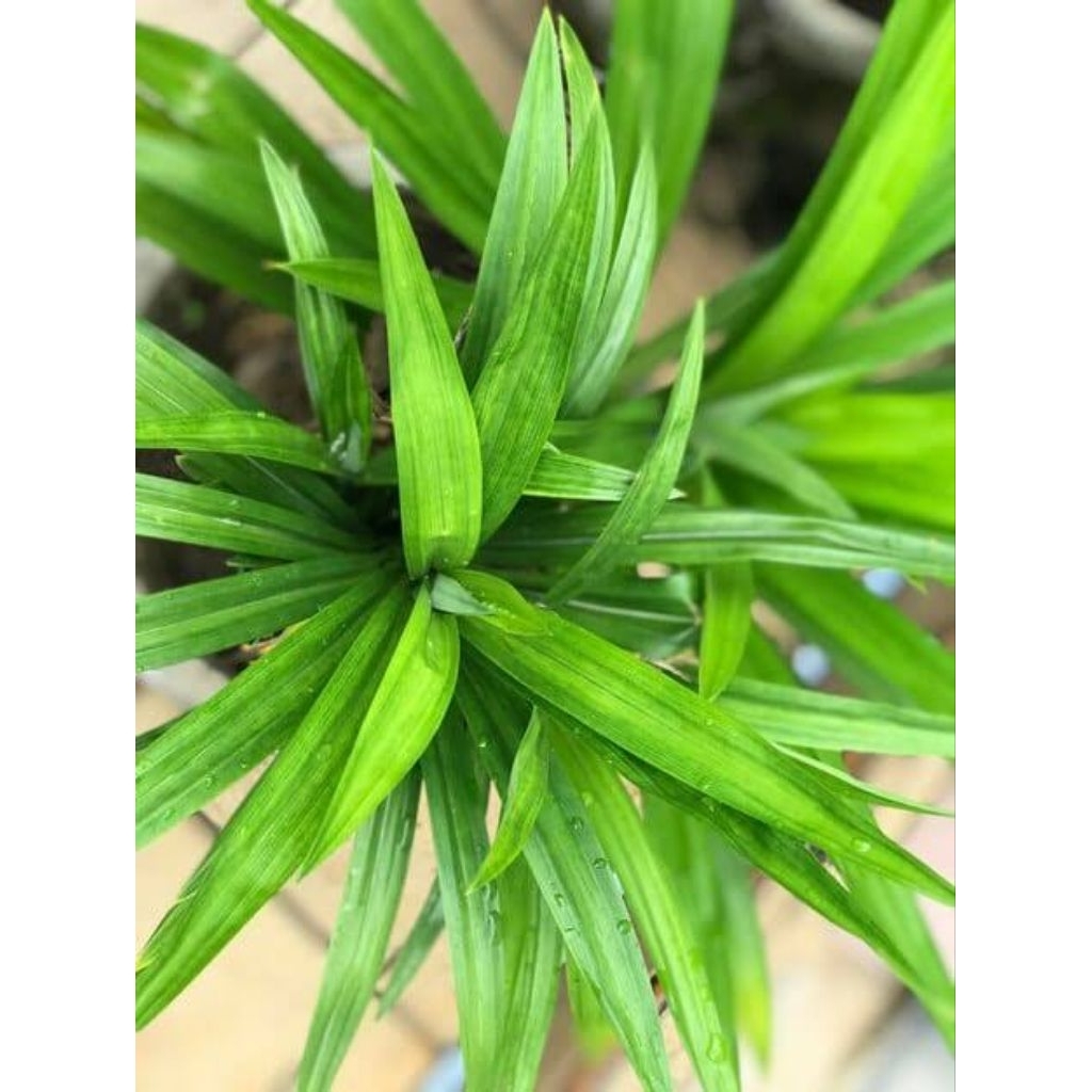 KEBUN RAYA - Bibit Pandan Wangi Siap Tanam