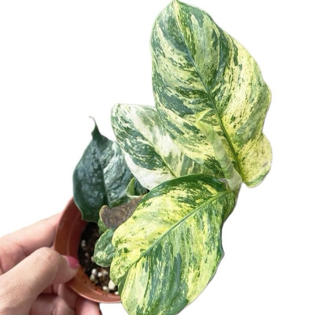 Rhaphidophora puberula varigata