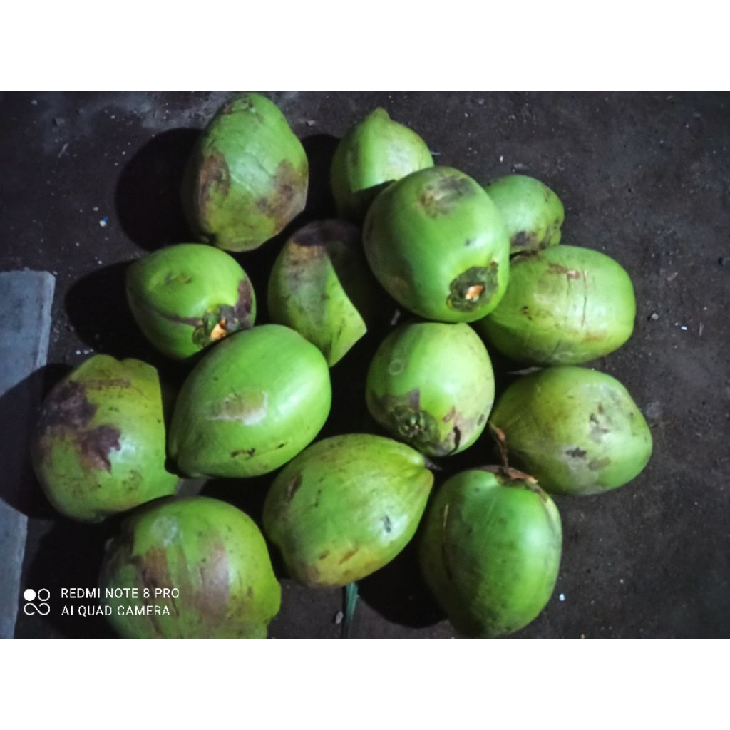 

kelapa muda baru turun segar