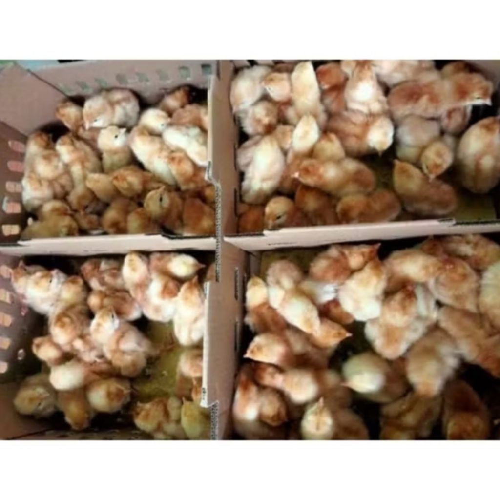 doc ayam bertelur per box isi 100 ekor ( lohman)