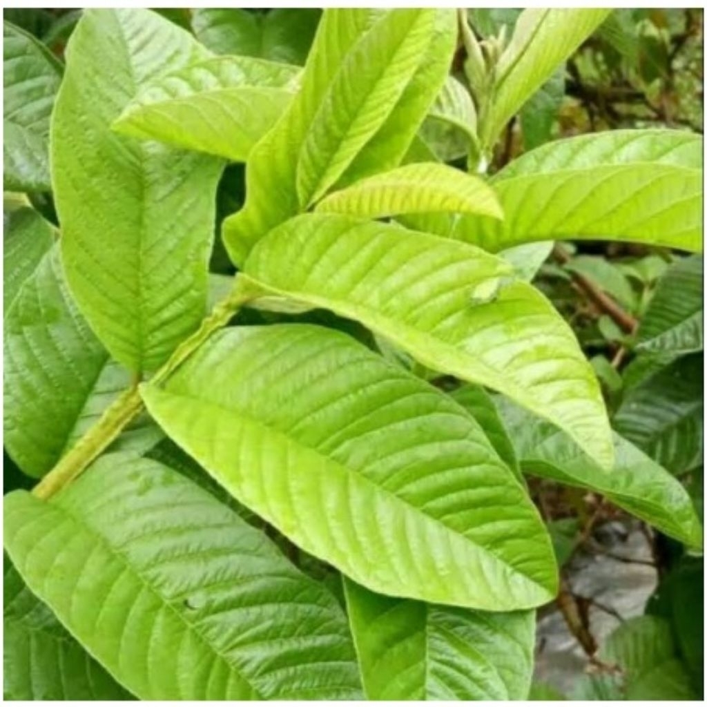 

Daun jambu biji segar 50 lembar