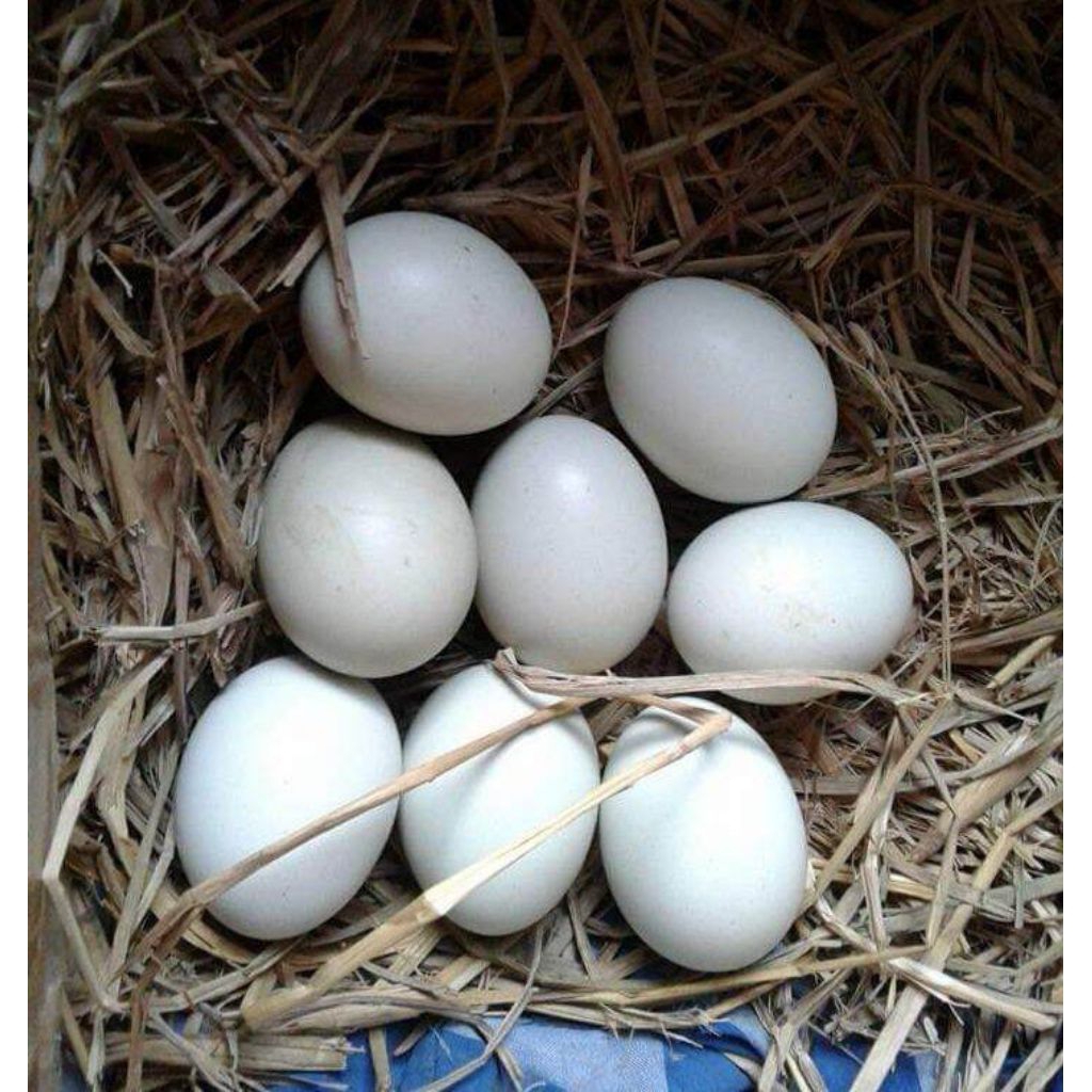 Telur fertil ayam pakhoy full brakot original..