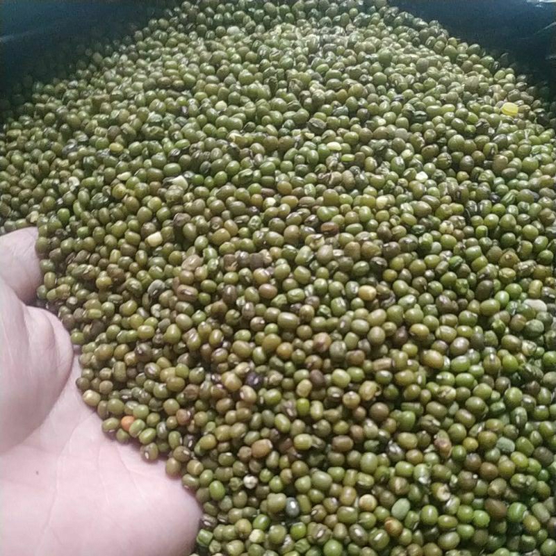 

Kacang hijau konsumsi 1kg