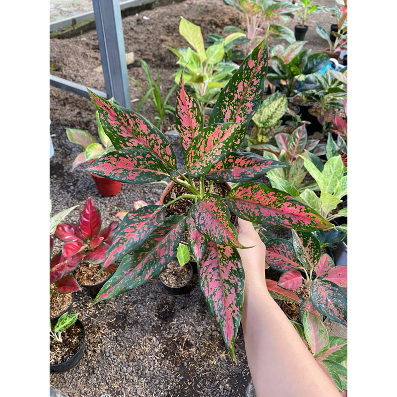 Aglaonema Ruby Batik ekonomis