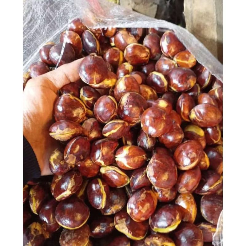 

peromo Jengkol tua 1kg