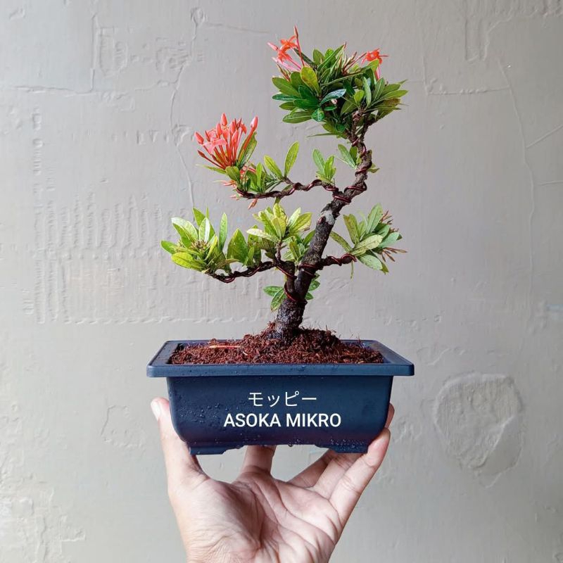 BONSAI ASOKA MIKRO SESUAI FOTO