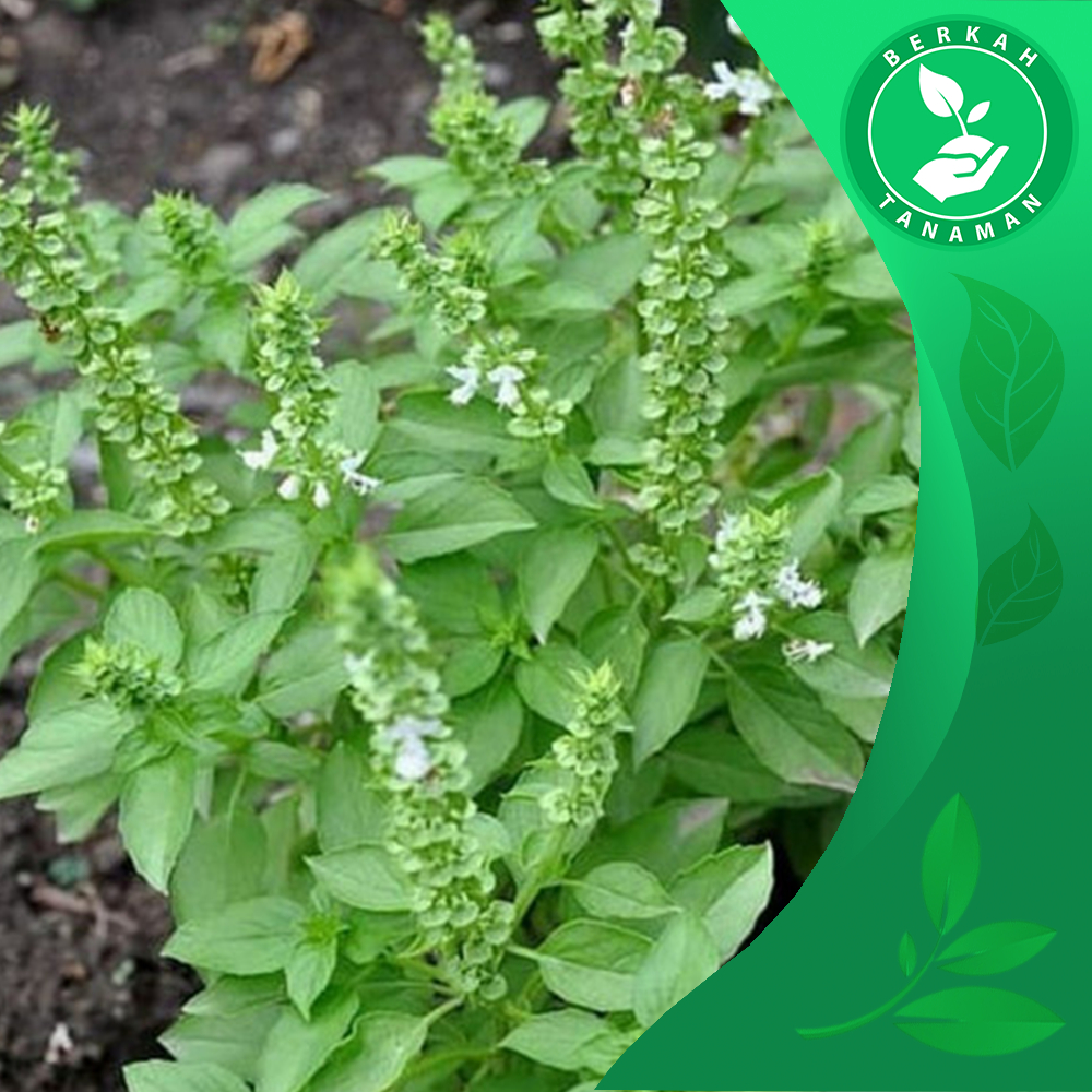 Tanaman Daun Kemangi / Bibit Pohon Kemangi Super