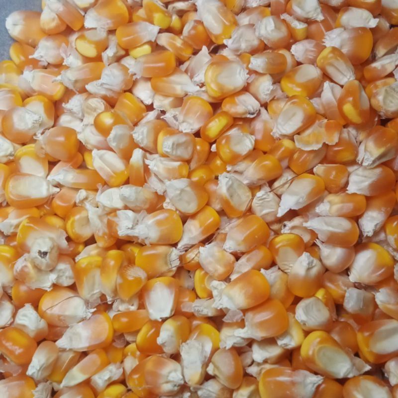 

jagung kuning pipil 1kg kering
