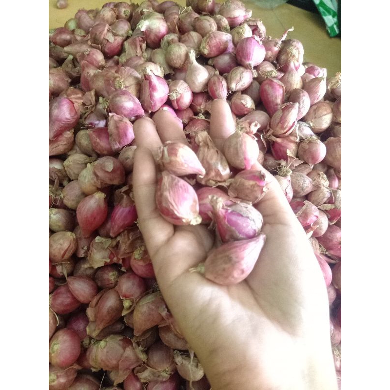 

BAWANG MERAH PRODUK LOKAL kecil