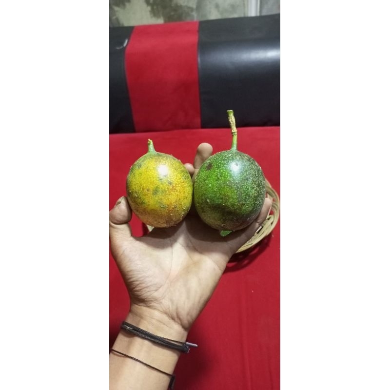 

markisa/konyal hutan hasil alam Garut