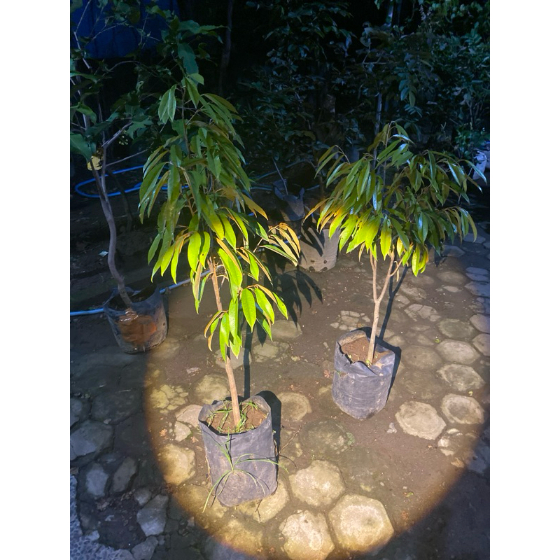

indukan durian siap berbuah