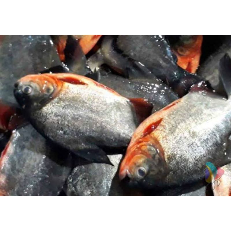 

Ikan bawal tawar/ikan bawal laut fresh 1kg