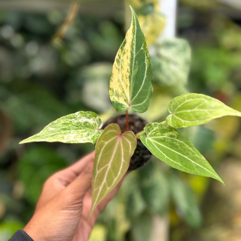 Anthurium Red of Java Varigata