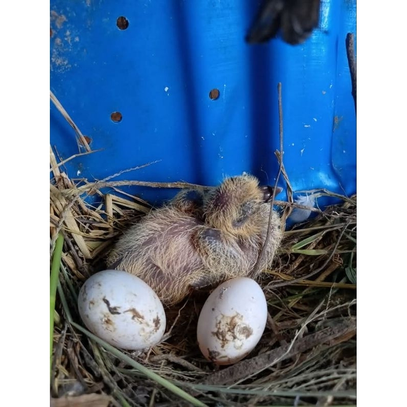 TELUR MERPATI BURUNG DARA FERTIL ASLI MERPATI KOLONG