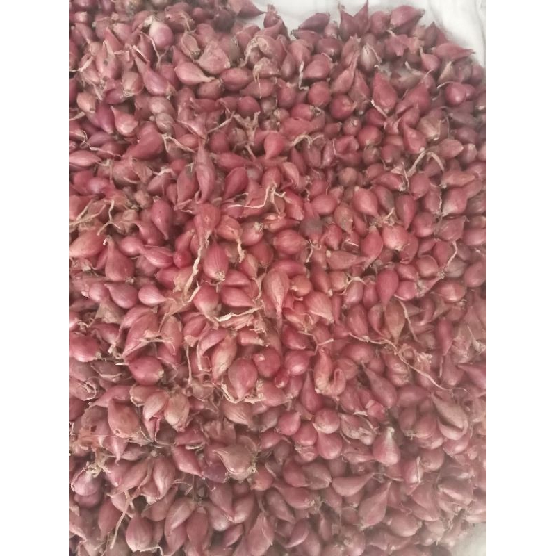 

BAWANG MERAH KERING ASLI BREBES