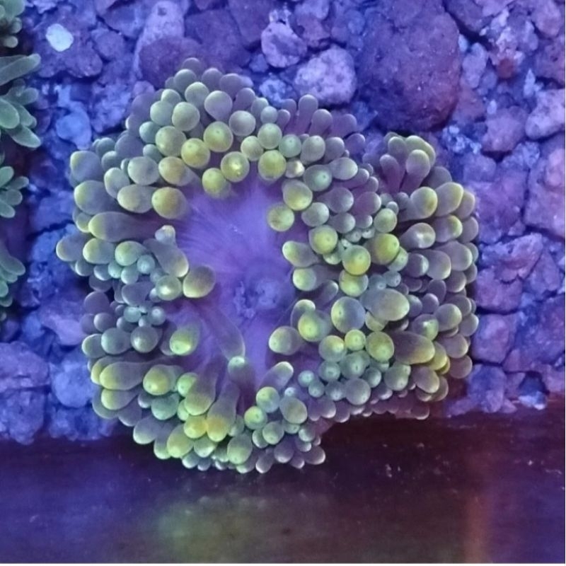 Anemon Jagung Tip hijau