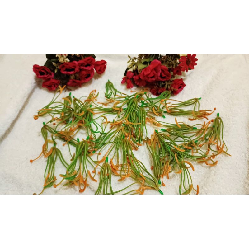 10 pcs putik bunga lily besar