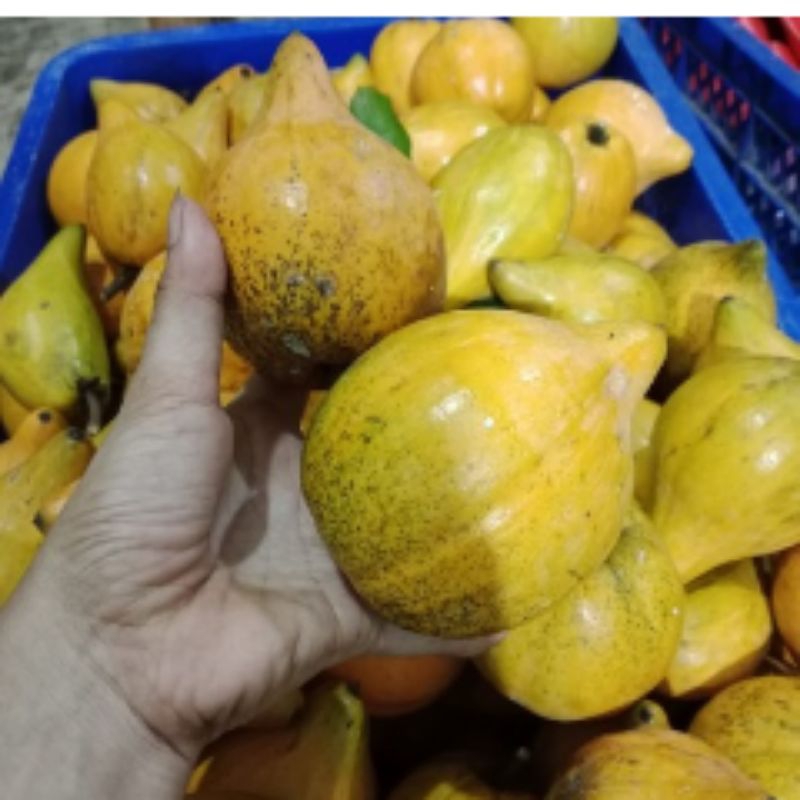 

Sawo Mentega 1KG