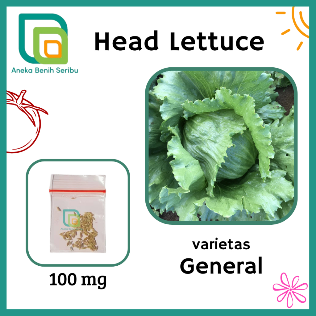 100 Benih Selada Iceberg Head Lettuce GENERAL -Bibit Sayuran Letuce Selada Krop Known You Seed