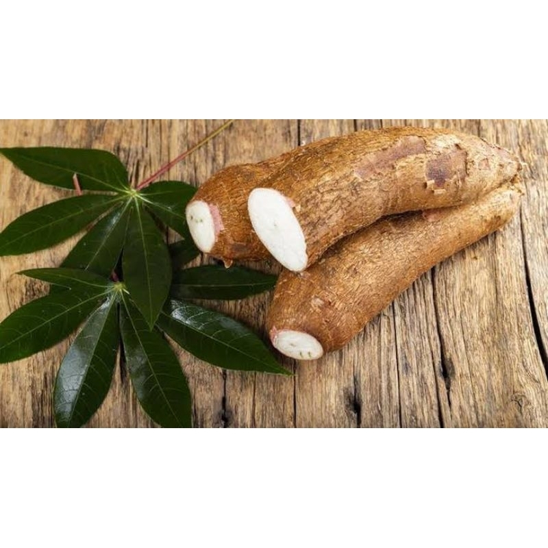 

Singkong mentega 1kg singkong mentega asli empuk pulen