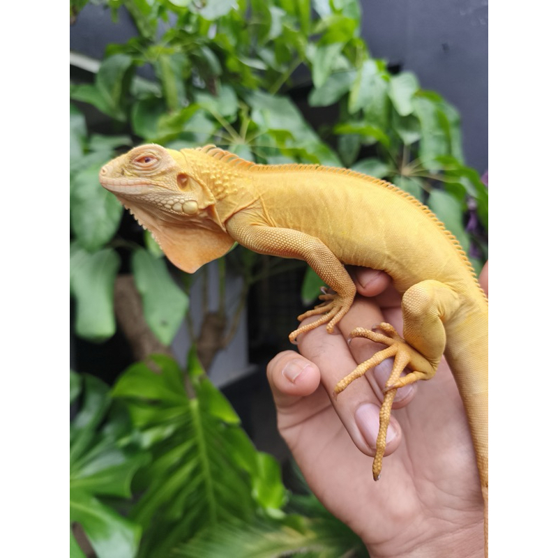 Iguana Red Albino