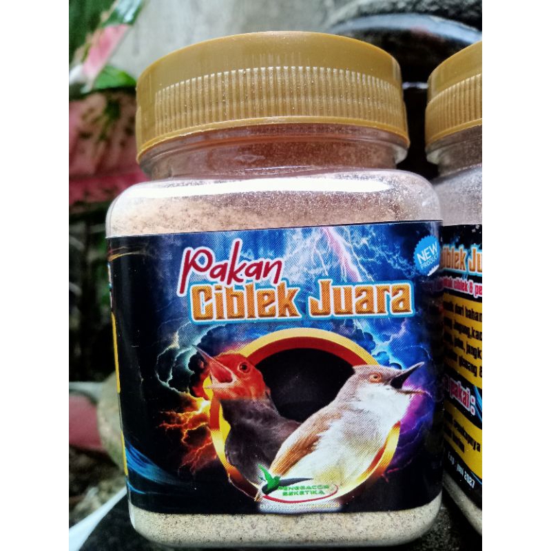 PAKAN CIBLEK JUARA PENGGACOR SEKETIKA VITAMIN VOER