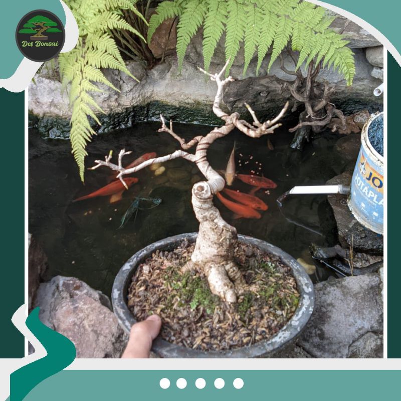 Bonsai Bunut ( bakalan )