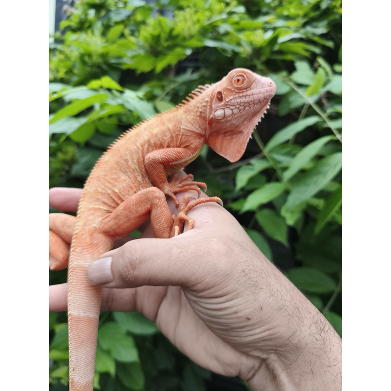 Iguana Red Albino