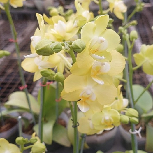 Anggrek Bulan Mini Warna Kuning