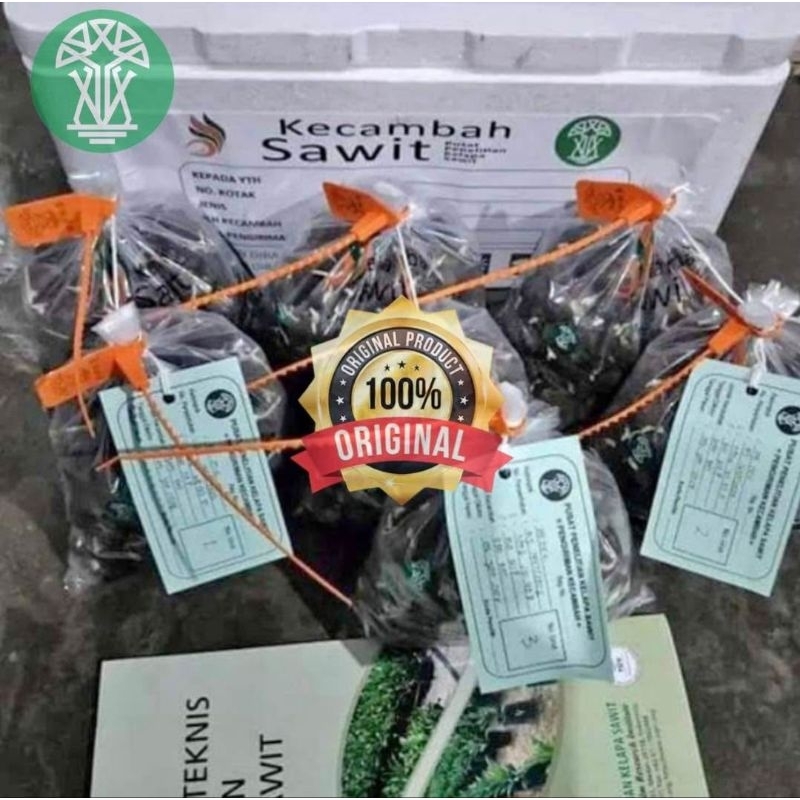 Benih Sawit PPKS DxP 540 berkualitas