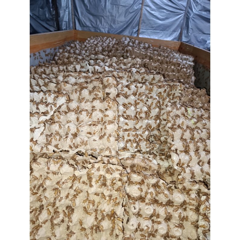 TELUR JANGKRIK MADU KUNYIT