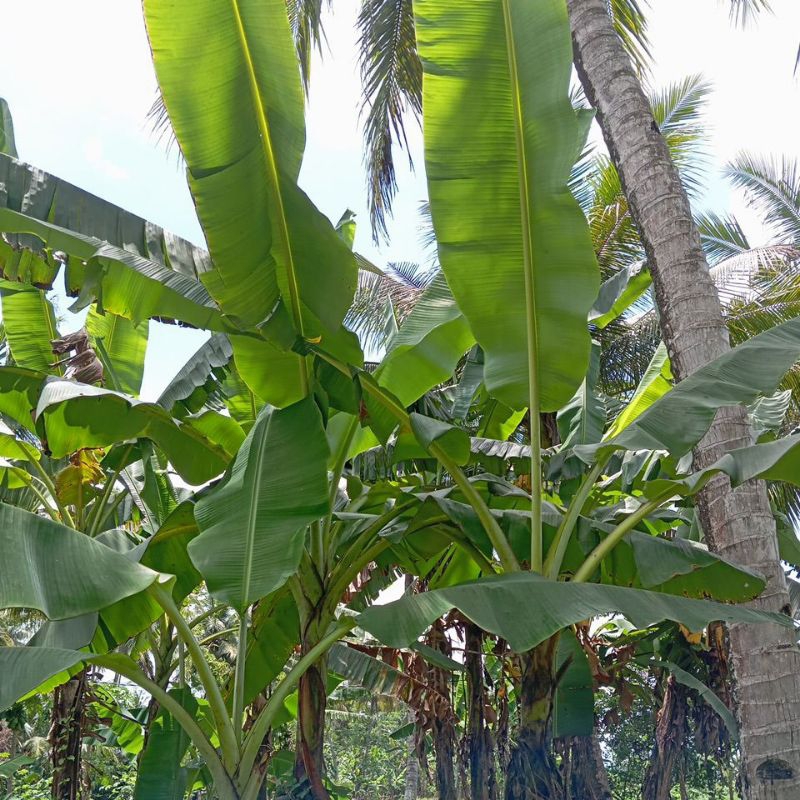 

Daun pisang segar