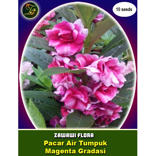 12 Benih Pacar Air Tumpuk Magenta Gradasi Putih