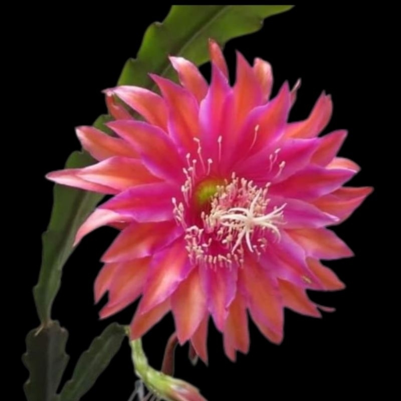 Epiphyllum Wijaya Kusuma Hybrid import 🆔 Kiwi Razzle Dazzle (rotting)