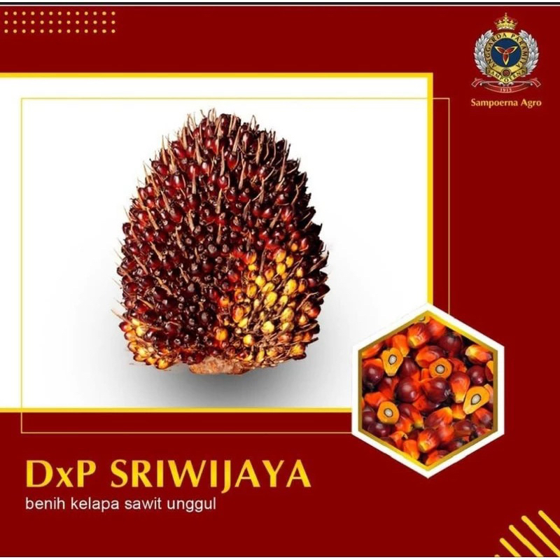 Cambah sawit Sriwijaya 5 unggull bersertifikat